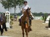 jumper Contessa La Silla (Oldenburg show jumper, 2009, from Chiquitin La Silla)