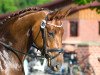 dressage horse Deichkind 8 (Westphalian, 2012, from Dankeschön)