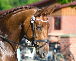 dressage horse Deichkind 8 (Westphalian, 2012, from Dankeschön)