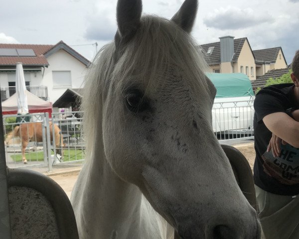 Pferd Gando (Welsh Pony (Sek.B), 2003, von Gero)