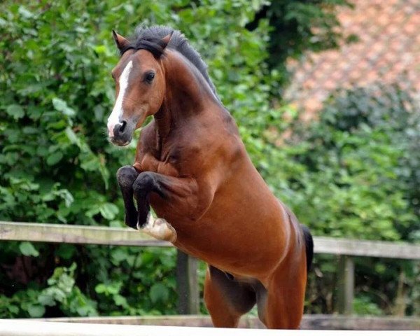 dressage horse Shadow (Welsh, 2009, from 't Hogelands Ferdinand)