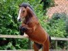 dressage horse Shadow (Welsh, 2009, from 't Hogelands Ferdinand)