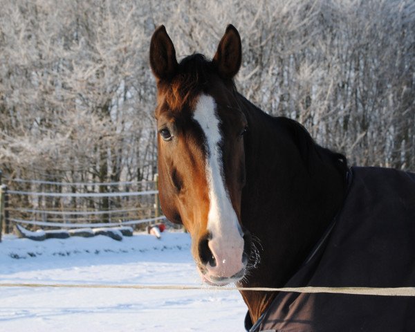 horse Archie 24 (Hanoverian, 1996, from Archipel)