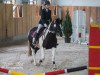 dressage horse Coline (Tinker-Mix / Pinto Tinker / Crossbreed, 2012)