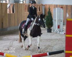 dressage horse Coline (Tinker-Mix / Pinto Tinker / Crossbreed, 2012)