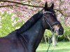 dressage horse Casiranga (Bavarian, 2011, from Christ)