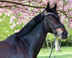 dressage horse Casiranga (Bavarian, 2011, from Christ)