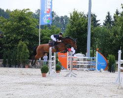 jumper Acadia M.E (German Sport Horse, 2007, from Araconit)