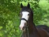 dressage horse Anoubis (KWPN (Royal Dutch Sporthorse), 2010, from Wynton)