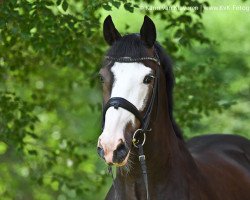 dressage horse Anoubis (KWPN (Royal Dutch Sporthorse), 2010, from Wynton)