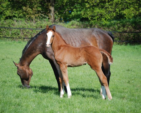 broodmare Babybell S (Westphalian, 2018, from Borsalino)