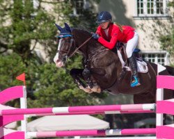 jumper Dustinov (KWPN (Royal Dutch Sporthorse), 2008, from Ustinov)