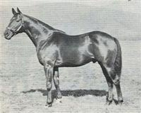 stallion Mister Gus xx (Thoroughbred, 1951, from Nasrullah xx)
