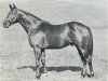 stallion Mister Gus xx (Thoroughbred, 1951, from Nasrullah xx)
