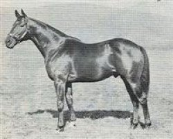 stallion Mister Gus xx (Thoroughbred, 1951, from Nasrullah xx)