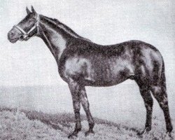 stallion Purple Peril xx (Thoroughbred, 1959, from Mister Gus xx)