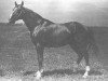 stallion Razgar xx (Thoroughbred, 1955, from Grog xx)