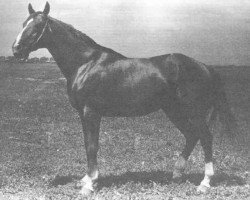 stallion Razgar xx (Thoroughbred, 1955, from Grog xx)