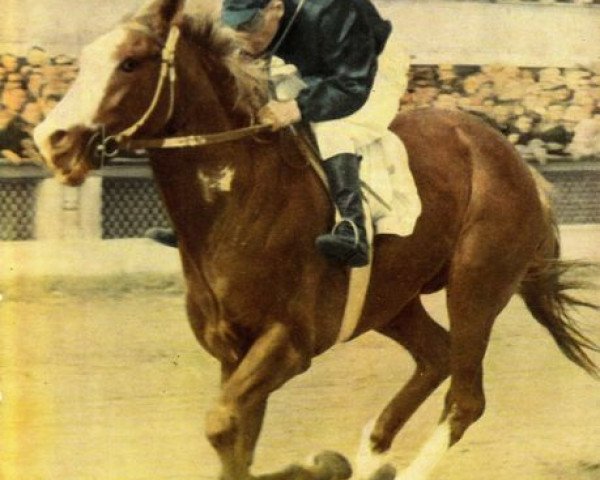 stallion Aramis xx (Thoroughbred, 1964, from Razgar xx)