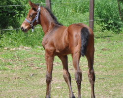 Springpferd Callejero (Holsteiner, 2017, von Canturano I)