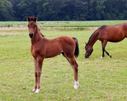 stallion Niemeier's Clausus (German Riding Pony, 2018, from Numerus Clausus)