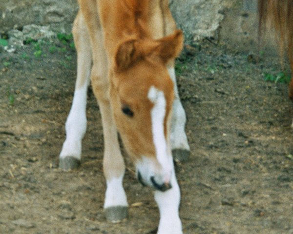 horse Duke of Illusion (German Riding Pony, 2003, from Duke of Sunrise)