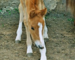 horse Duke of Illusion (Deutsches Reitpony, 2003, from Duke of Sunrise)