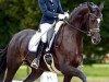 dressage horse Show Girl CH (Swiss Warmblood, 2009, from Show Star)