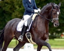 Dressurpferd Show Girl CH (Schweizer Warmblut, 2009, von Show Star)