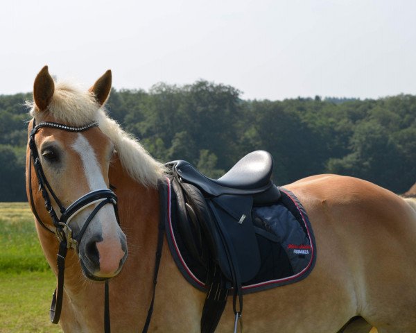 horse Twist (Haflinger, 2010)