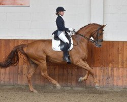 dressage horse Red Rubin 9 (Westphalian, 2006, from Rittmeister)