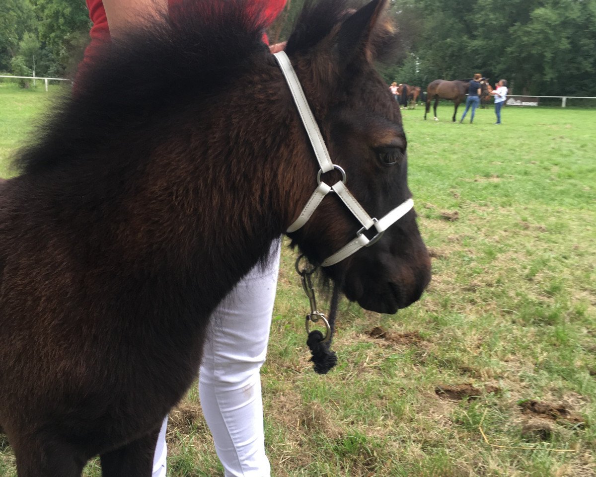 stallion Wakür (Shetland Pony, 2018, from Wellenbergs Winzer)