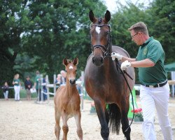 dressage horse Shosholoza C (Rhinelander, 2015, from Sir Heinrich OLD)