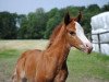 Springpferd Vinz im Glück GH (Deutsches Reitpony, 2018, von Vincenzo NRW)