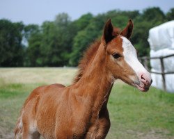 Springpferd Vinz im Glück GH (Deutsches Reitpony, 2018, von Vincenzo NRW)