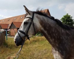 Pferd Mogli (Holsteiner, 2013, von Mowgli)