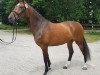 broodmare Donna du Lys (Westphalian, 2015, from Don Diarado)