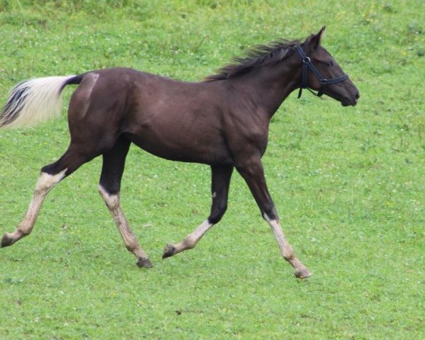 horse Smerfetka (Trakehner, 2017)