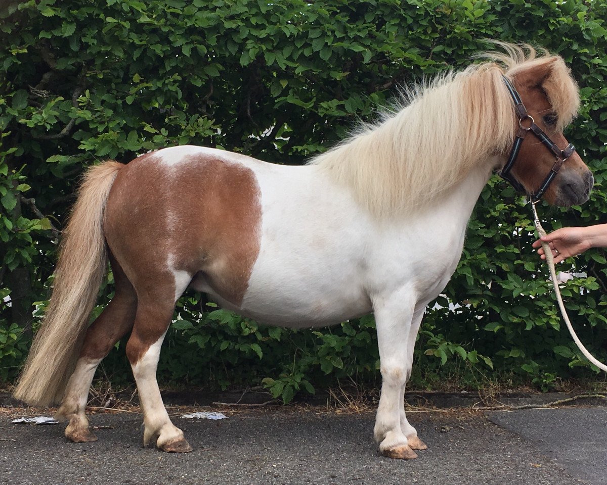 Zuchtstute Zwietje van de Leedjes (Shetland Pony (unter 87 cm), 2006, von Rocker van Stal uit de Woest)