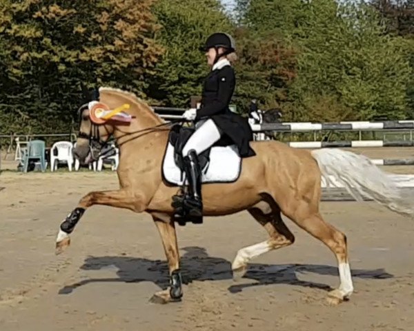 stallion Golden Gate N (German Riding Pony, 2007, from Nebo General Pride)