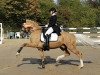 stallion Golden Gate N (German Riding Pony, 2007, from Nebo General Pride)