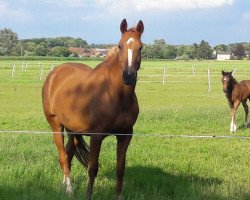 broodmare Que Sera (Hanoverian, 2009, from Quaterback)