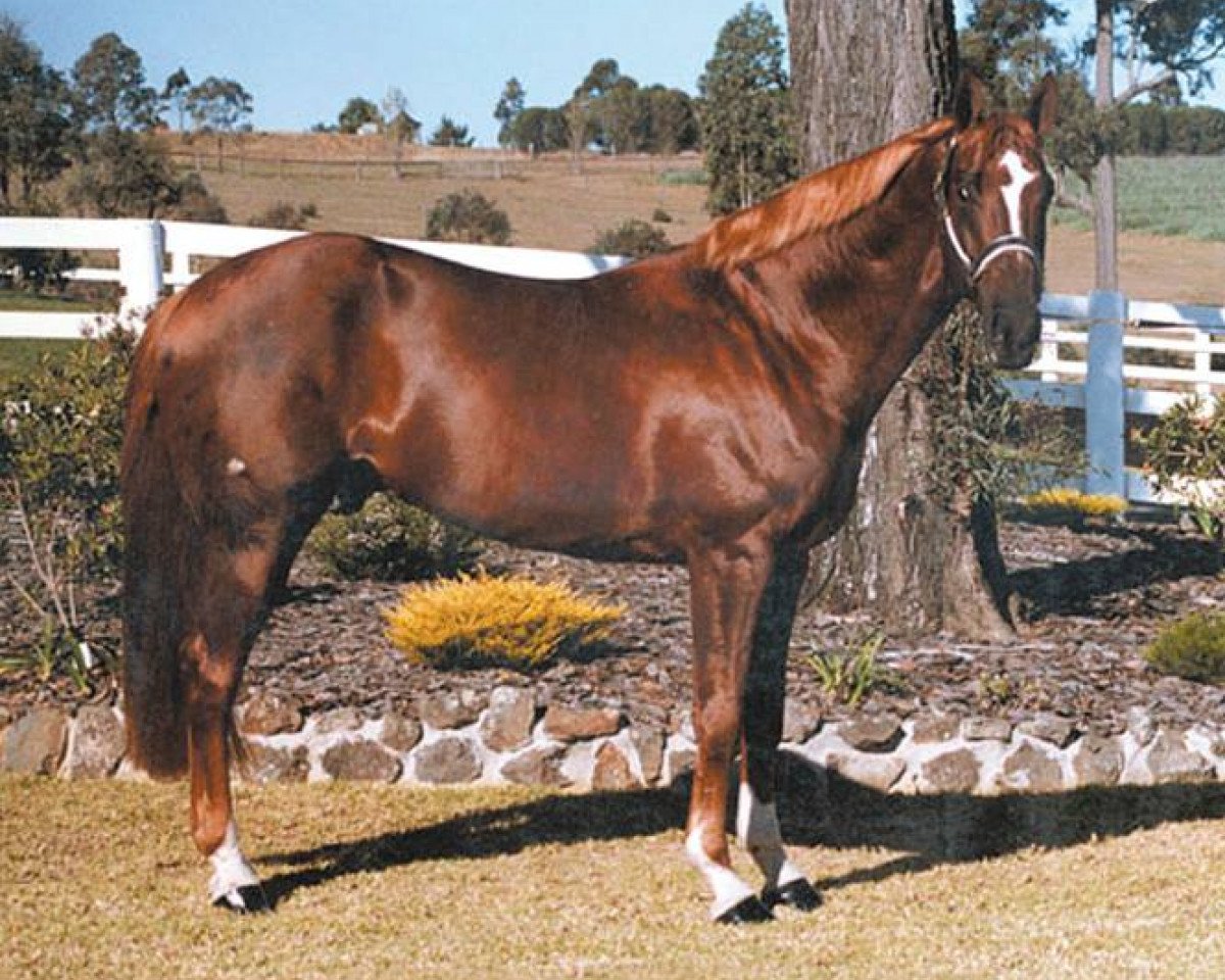 Deckhengst Argentille grenadier (Hannoveraner, 1991, von Gletscher)