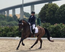 dressage horse Sunnyboy (Hanoverian, 2008, from Satisfaction FRH)