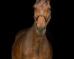 broodmare La Vista 6 (Holsteiner, 2012, from Lauck's Locke)