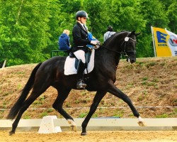 broodmare Negreina (Hanoverian, 2014, from Negro)