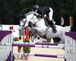 jumper Calibra (Danish Warmblood, 2010, from Cosmeo)