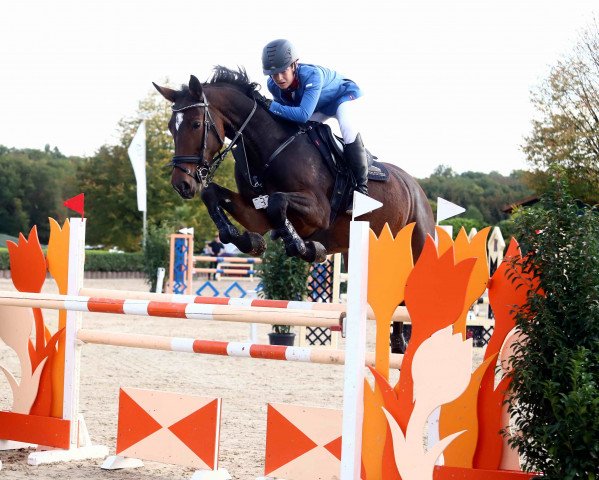 jumper Amazing Girl (Royal Warmblood Studbook of the Netherlands (KWPN), 2011, from Arezzo VDL)