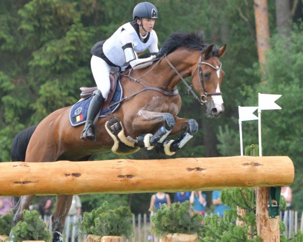 Springpferd AXEL Z (Zangersheide Reitpferd, 2007, von Asca Z)