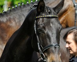 broodmare Wandana (Hanoverian, 2001, from Warkant)